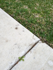 Thamnophis saurita saurita