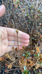Rhododendron viscosum