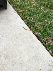 Thamnophis saurita saurita