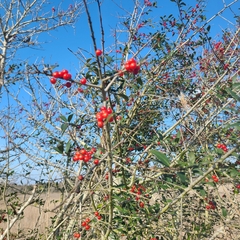 Ilex vomitoria