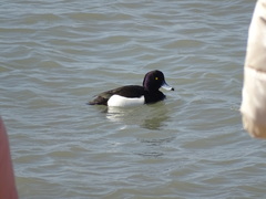 Aythya fuligula