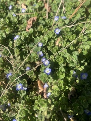 Veronica persica