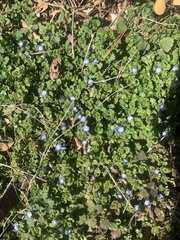 Veronica persica