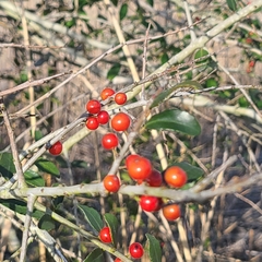 Ilex vomitoria