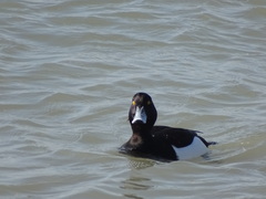 Aythya fuligula