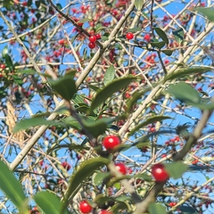 Ilex vomitoria