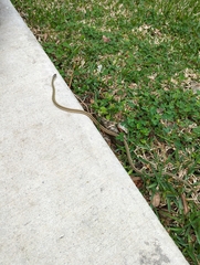 Thamnophis saurita saurita