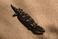 Tiliqua