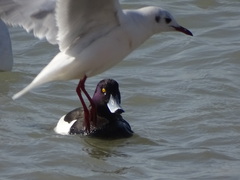 Aythya fuligula