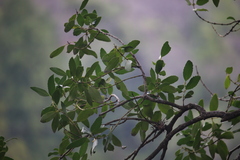 Laurelia sempervirens