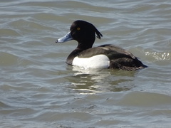 Aythya fuligula