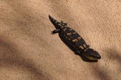 Tiliqua