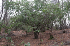 Azara petiolaris