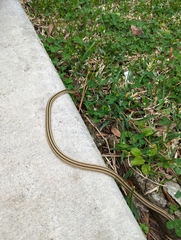 Thamnophis saurita saurita