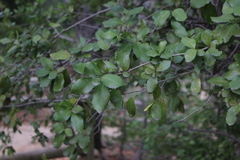 Lomatia dentata