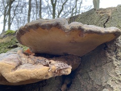 Ganoderma pfeifferi