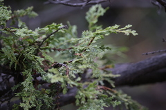 Austrocedrus chilensis