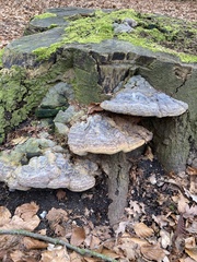 Ganoderma pfeifferi