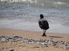 Fulica atra