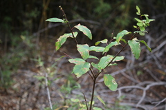 Nothofagus obliqua