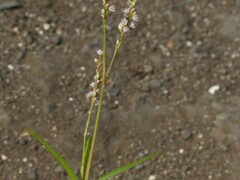 Persicaria barbata