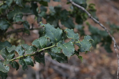 Citronella mucronata