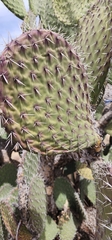 Opuntia