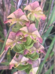 Disperis cardiophora