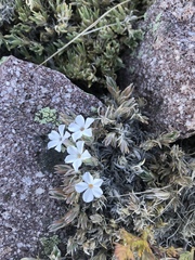 Phlox pulvinata