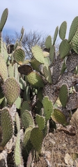 Opuntia