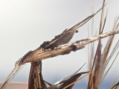 Claviceps arundinis