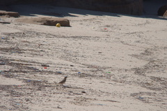 Geositta cunicularia