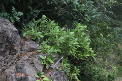 Hydrangea serratifolia