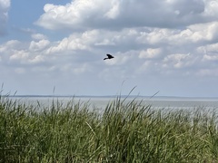 Quiscalus major westoni