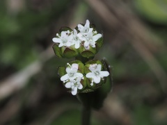 Valerianella