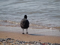 Fulica atra