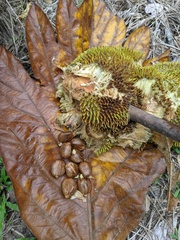 Artocarpus camansi