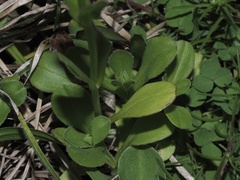 Valerianella