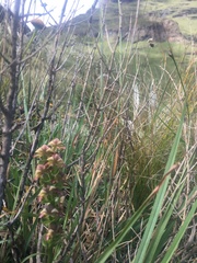Disperis cardiophora