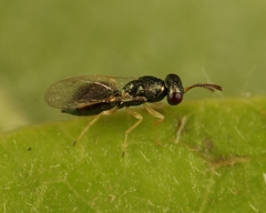 Mesopolobus aequus