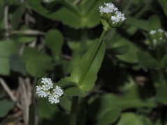 Valerianella