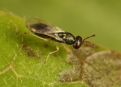 Mesopolobus aequus