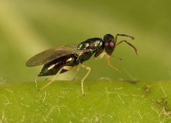 Mesopolobus aequus