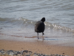 Fulica atra