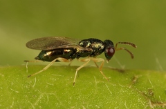 Mesopolobus aequus