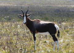 Damaliscus pygargus pygargus