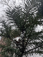 Taxaceae