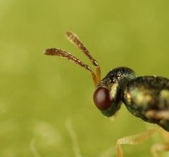 Mesopolobus aequus