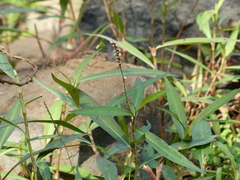 Persicaria barbata