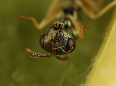 Mesopolobus aequus